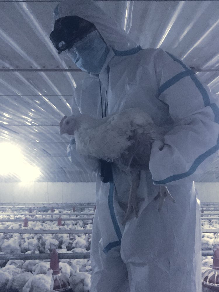 Technician in protective suit holding a bird for a health check
