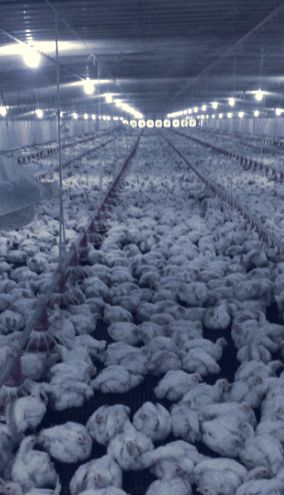 Broilers in the grow-out house at 25 days