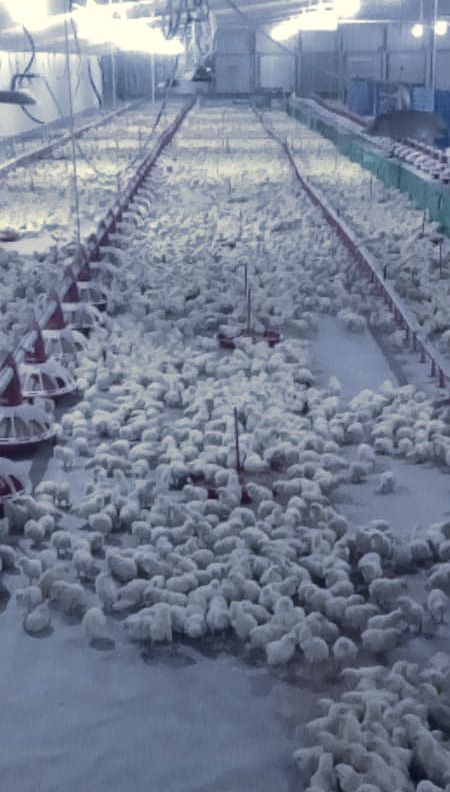Chicks on the grow-out house floor on day one