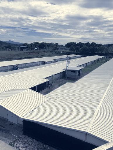 Rooftops of the long grow-out buildings
