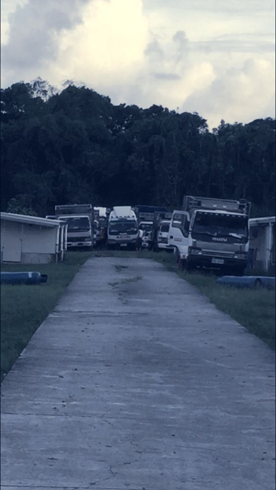 Trucks lined up along a concrete road at harvest time