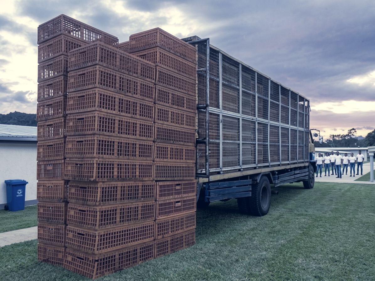 Stacked crates beside a truck at harvest time