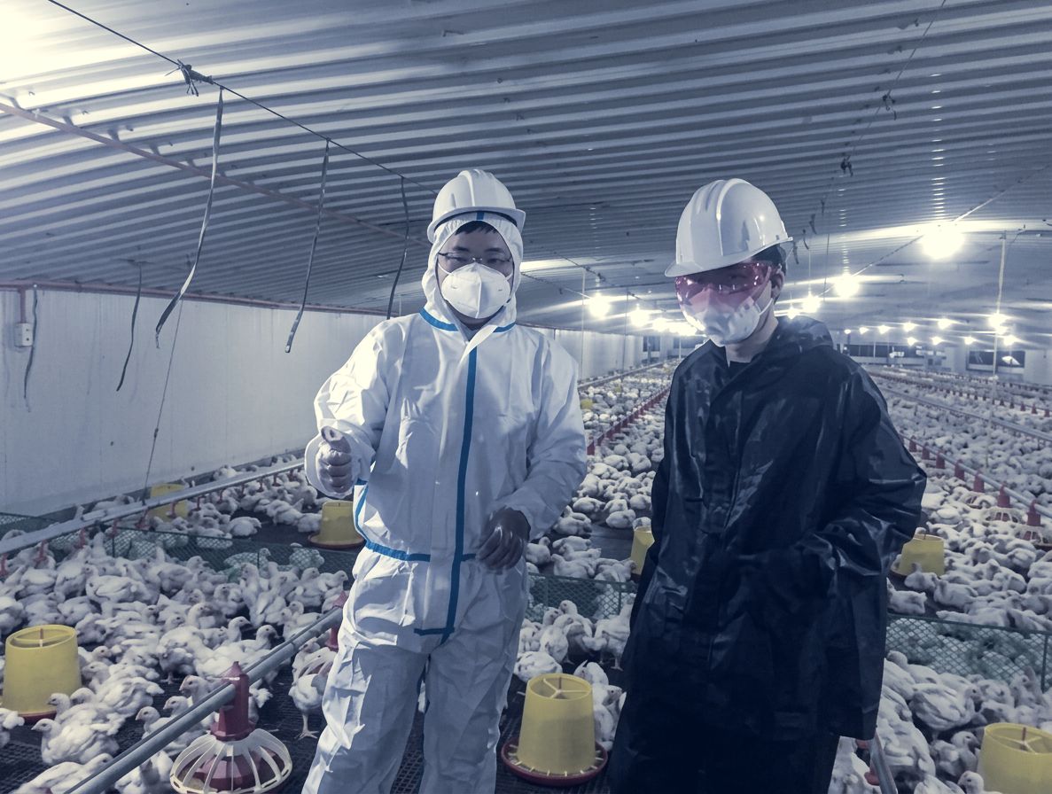 Technician and pest control officer inside a grow-out house